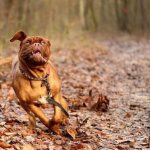 how much does a french mastiff cost description