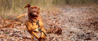 how much does a french mastiff cost description