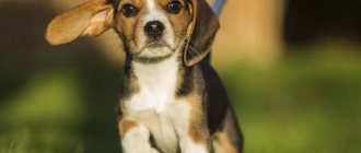 How long do beagles live?