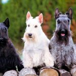 Scottish Terrier colors