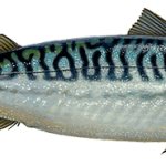 Скумбрия Defa group - рыба и морепродукты оптом