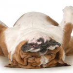Снотворное для собак в таблетках и для перевозки: когда можно и категорически нельзя давать