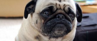 Dog Tears: Can Dogs Cry?