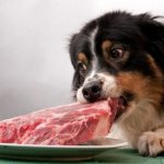 Собака берет мясо с тарелки