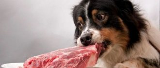 The dog takes meat from the plate
