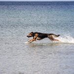 Собака бежит в море