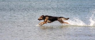 The dog runs into the sea