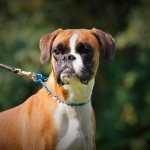 Собака боксер: описание немецкой породы и характер щенка