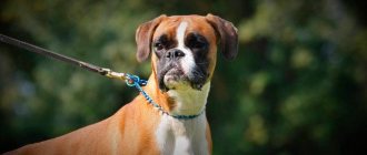 Boxer dog: description of the German breed and the character of the puppy
