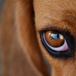Dog scratching its eyes