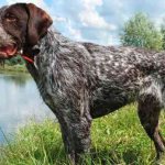 Drahthaar dog - description, what it looks like, character features, comparison with shorthaired pointer