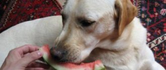 собака ест арбуз