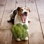 dog and broccoli