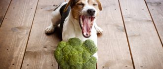 dog and broccoli