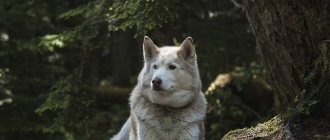 A dog lies on the ground under a tree