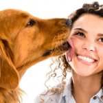 A dog licks its owner: reasons