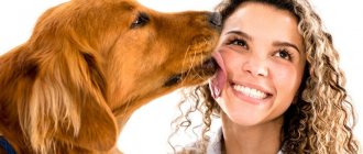 A dog licks its owner: reasons