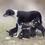 Mother dog and her puppies