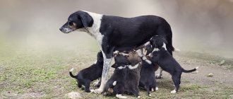 Собака-мать и ее щенки