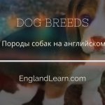 Собака на английском языке