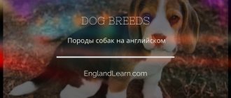 Dog in English