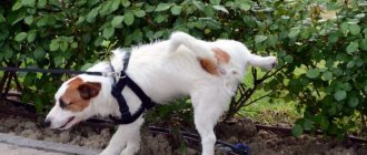 dog peeing on bushes while walking