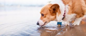 The dog does not eat, only drinks water and vomits