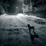 Dog, night, village, road
