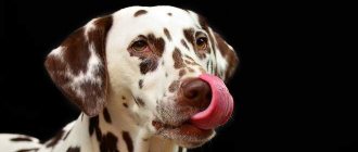 The dog licks his lips