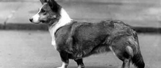 Charming dog: Welsh Corgi Cardigan
