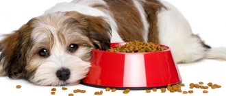 The dog stopped eating dry food: what to do?