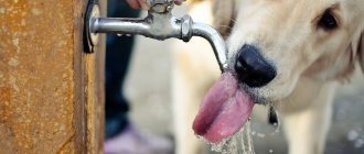 Dog drinks from the tap