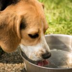 Dog drinks water