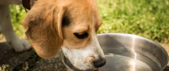 Dog drinks water