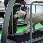 Собака-поводырь во время занятий на беговом тренажере в школе подготовки собак-проводников Всероссийского общества слепых