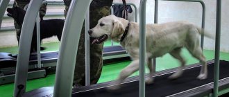 A guide dog during training on a treadmill at the guide dog training school of the All-Russian Society of the Blind