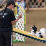 A dog with a handler participates in agility