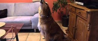 Dog whines at home