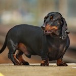 Dachshund dog: breed characteristics, temperament characteristics, hereditary diseases