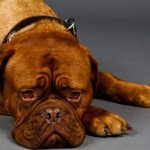 собака теряет вес при проблемах в ротовой полости