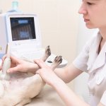 A dog undergoing an ultrasound