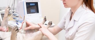 A dog undergoing an ultrasound
