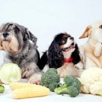 собаки броколли и кукуруза