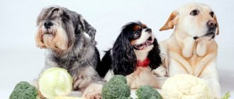 broccoli dogs and corn
