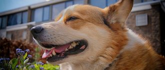 Собаки породы вельш-корги пемброк и кардиган: описание, характер, фото, особенности ухода, содержания, чем кормить, болезни породы