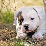 Tips for choosing an American Bulldog puppy