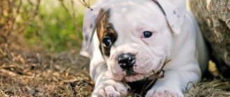Tips for choosing an American Bulldog puppy