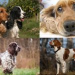 Spaniel, breed types - complete selection with photos and brief description.