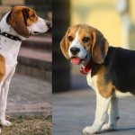 Comparison of two breeds of hunting dogs