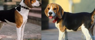 Сравнение двух пород охотничьих собак